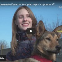 Бездомные животные Севастополя участвуют в проекте «Тут ваша собака» (СЮЖЕТ)