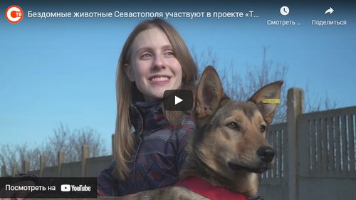 Бездомные животные Севастополя участвуют в проекте «Тут ваша собака» (СЮЖЕТ)